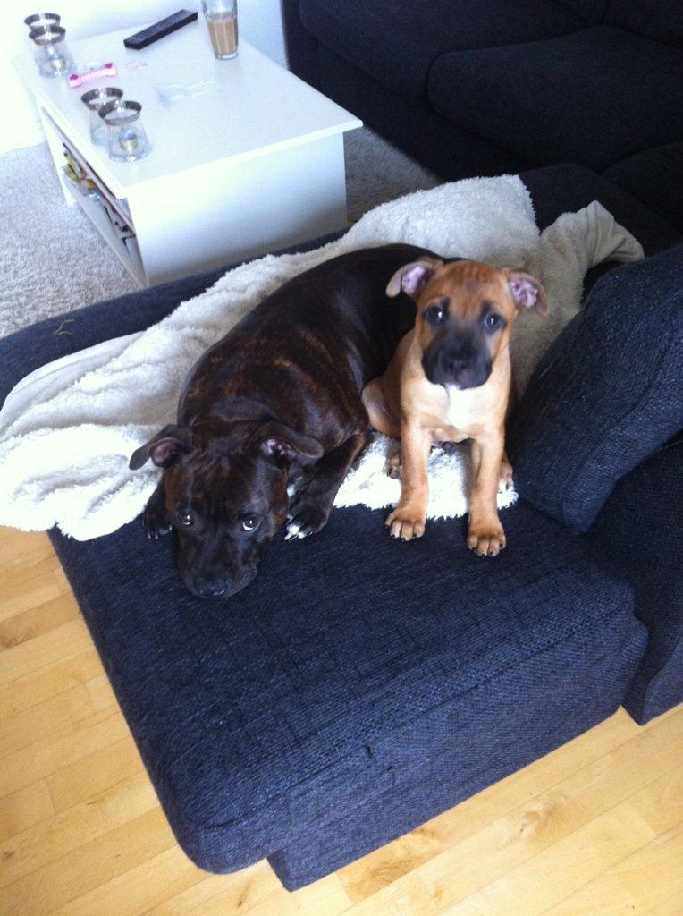 Staffordshire bull terrier Basse billede 2