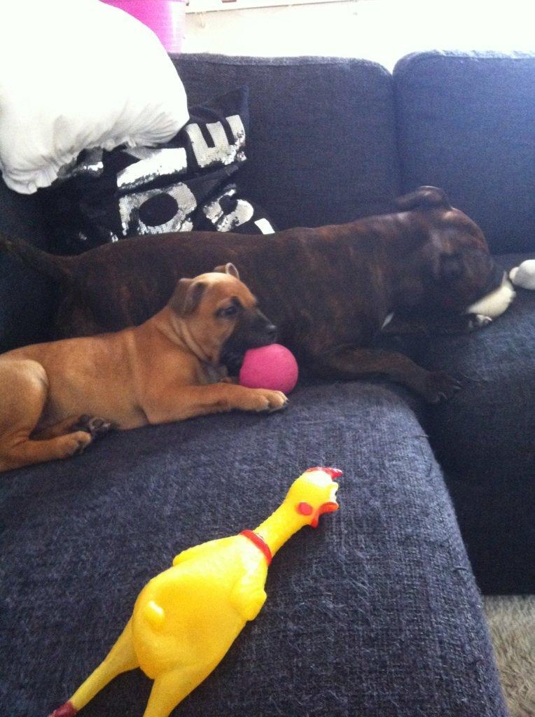 Staffordshire bull terrier Basse billede 6