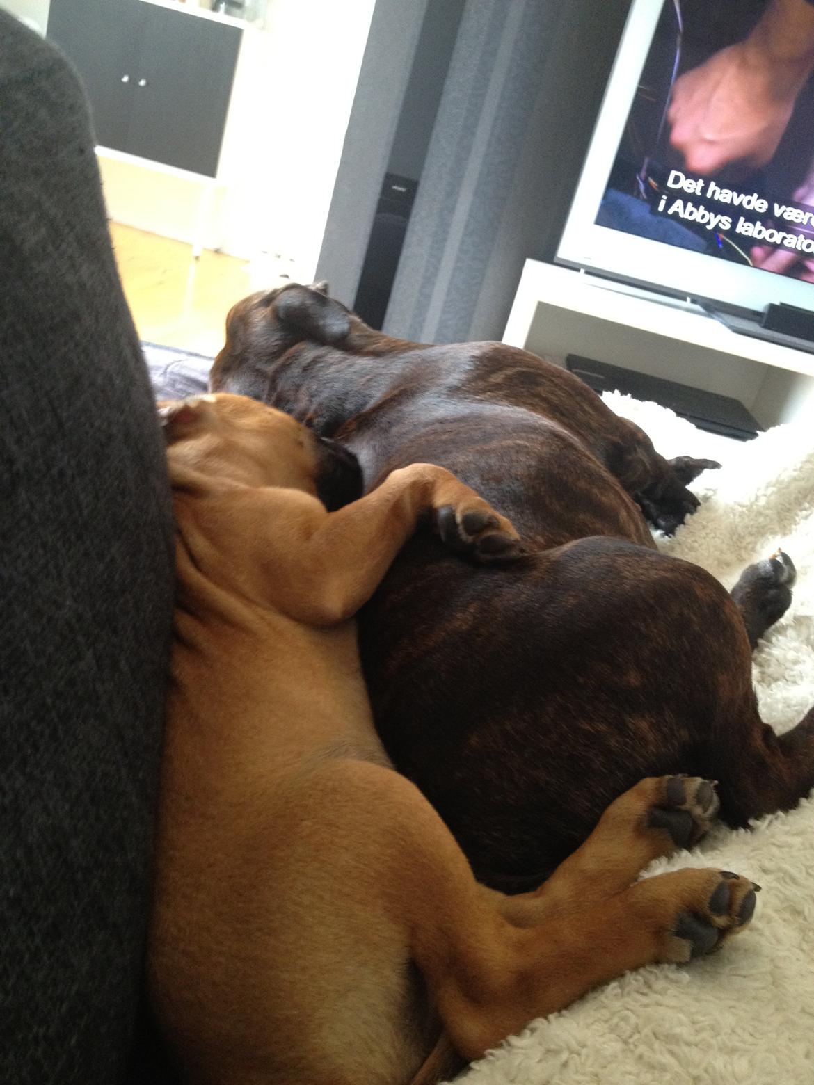 Staffordshire bull terrier Basse billede 8