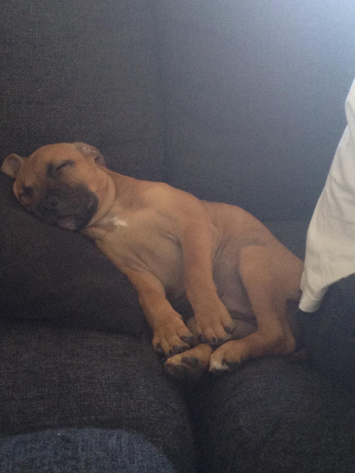 Staffordshire bull terrier Basse billede 9