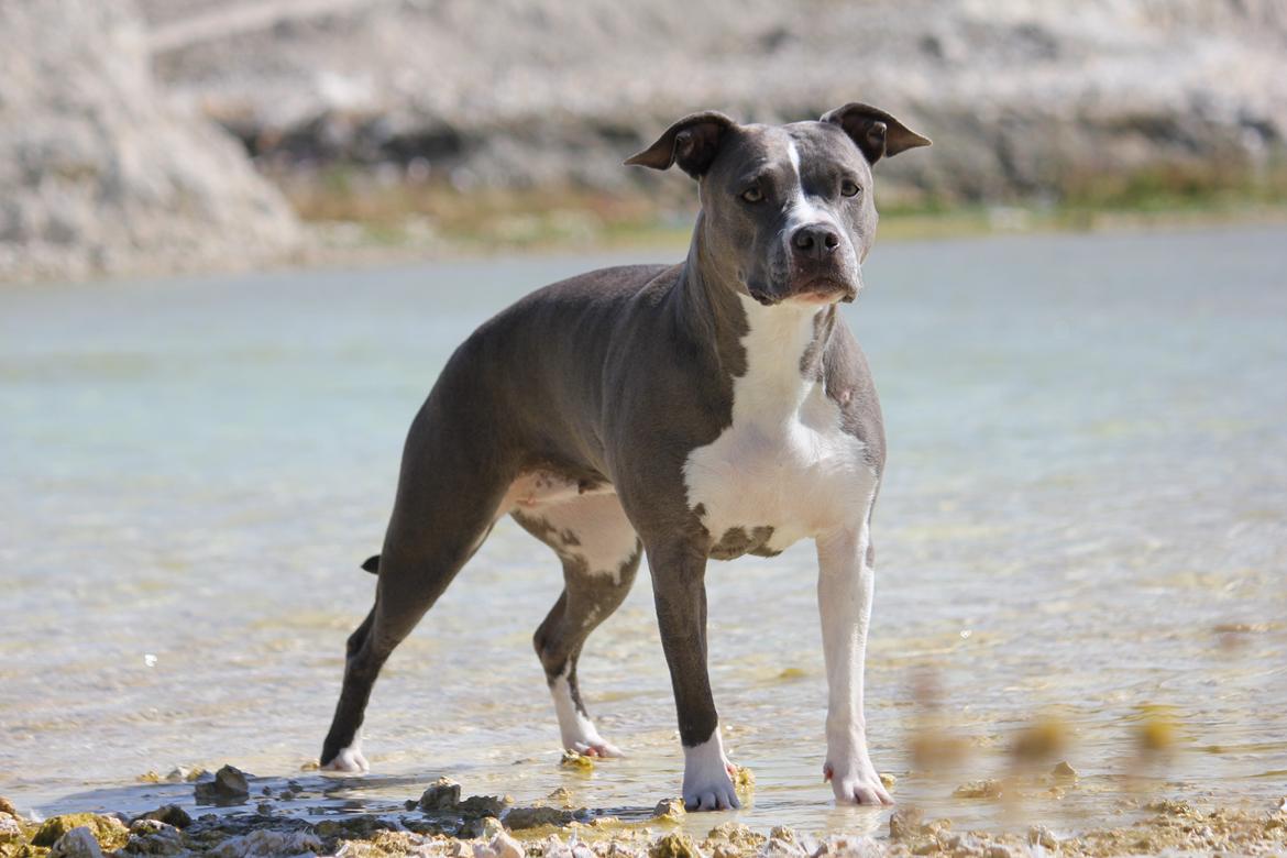 Amerikansk staffordshire terrier Lola - Taget ved Faxe Kalkbrud af SN billede 21