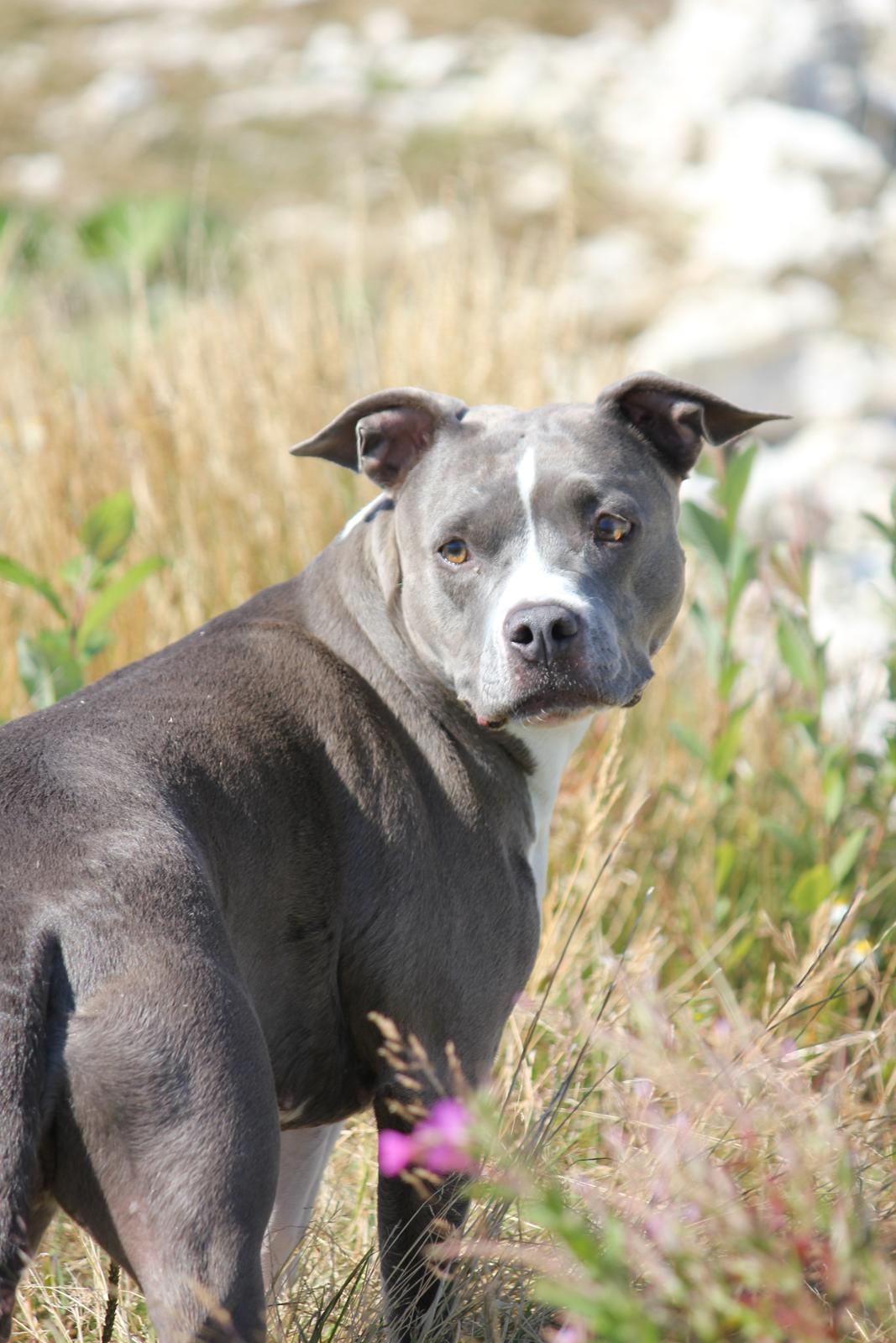 Amerikansk staffordshire terrier Lola - Taget ved Faxe Kalkbrud af SN billede 26