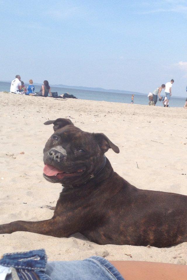 Staffordshire bull terrier Bella billede 1