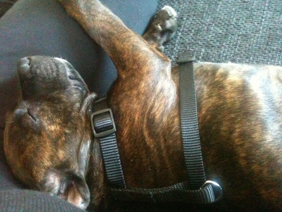 Staffordshire bull terrier Bella billede 2