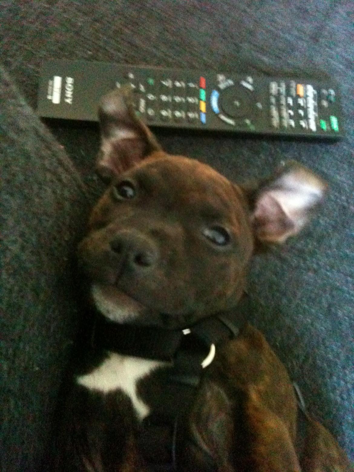 Staffordshire bull terrier Bella billede 3