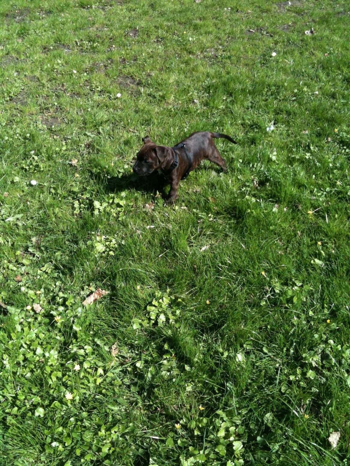 Staffordshire bull terrier Bella billede 4