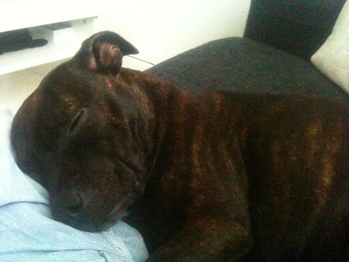 Staffordshire bull terrier Bella billede 5