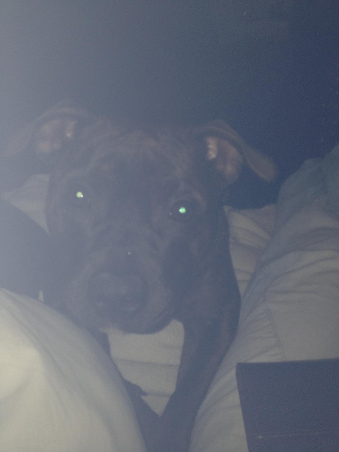 Staffordshire bull terrier Bella billede 6