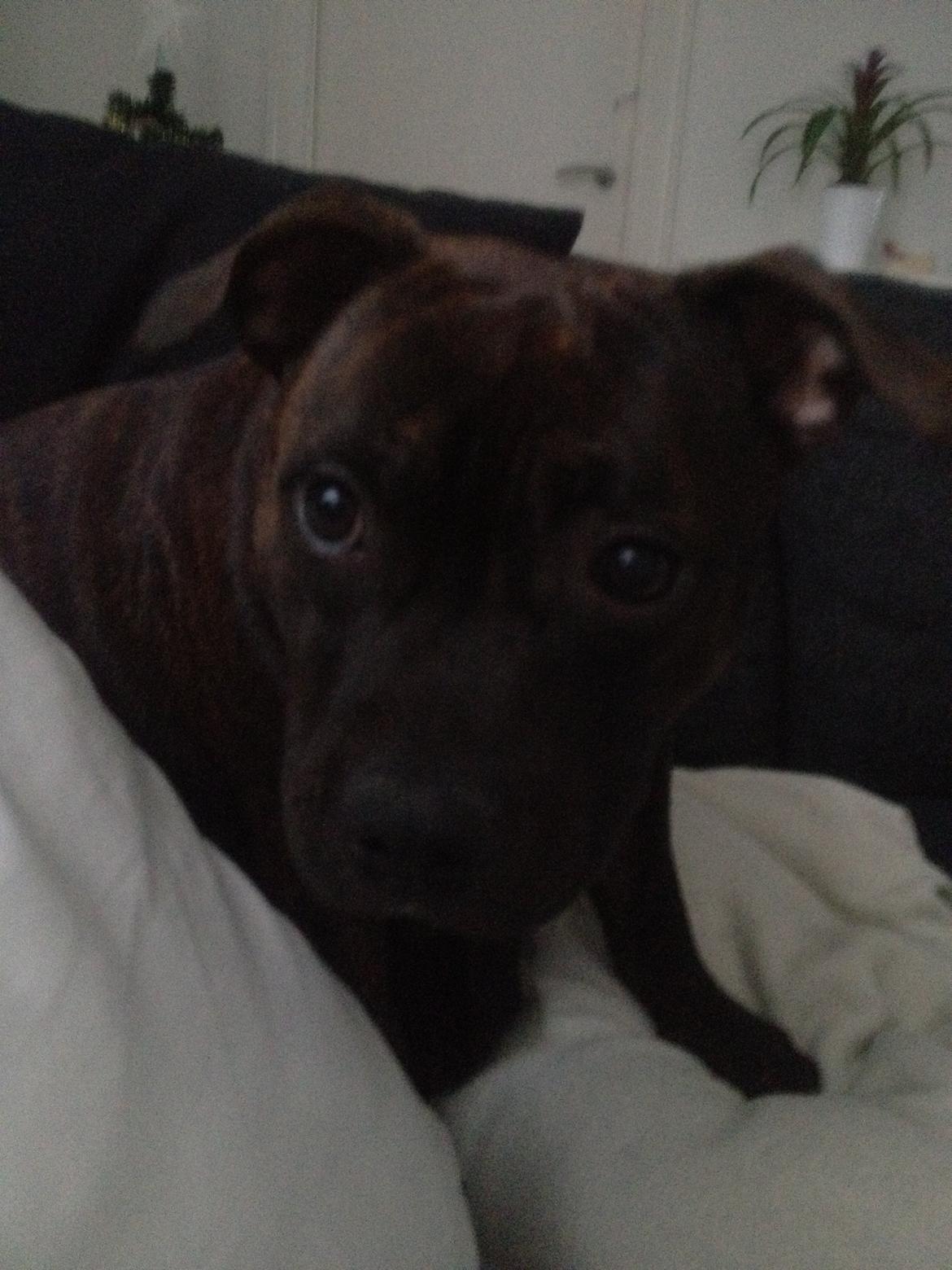 Staffordshire bull terrier Bella billede 7