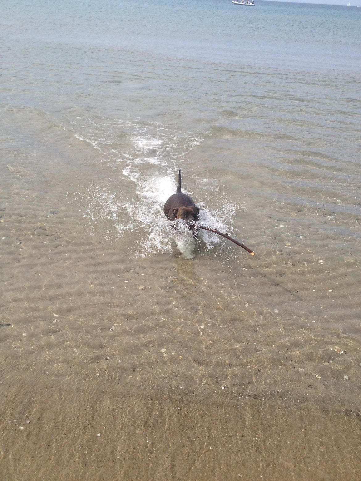 Staffordshire bull terrier Bella billede 8