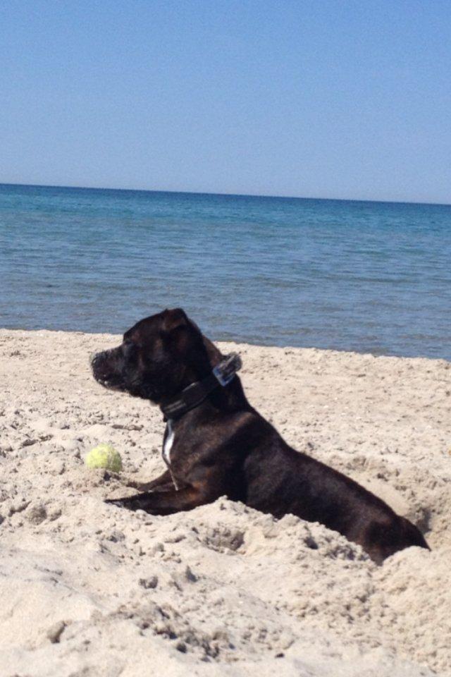 Staffordshire bull terrier Bella billede 9