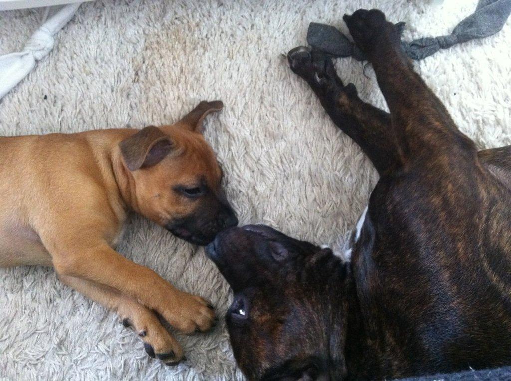 Staffordshire bull terrier Bella billede 11