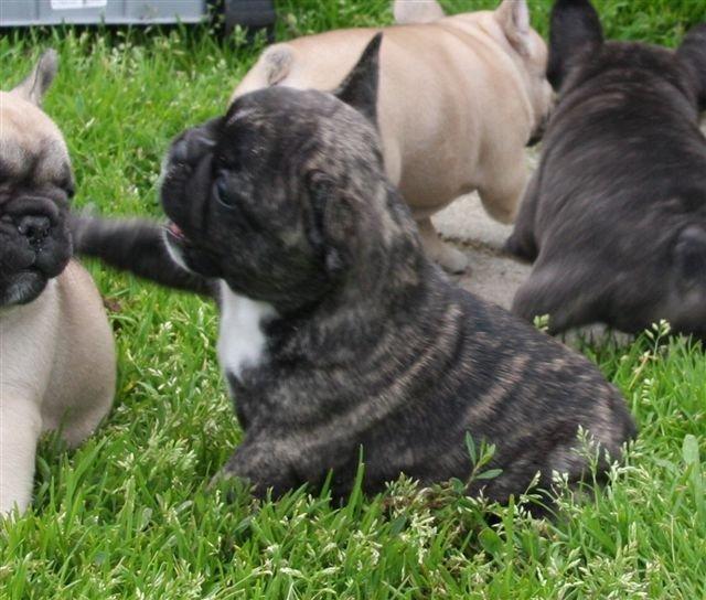 Fransk bulldog Aja billede 2