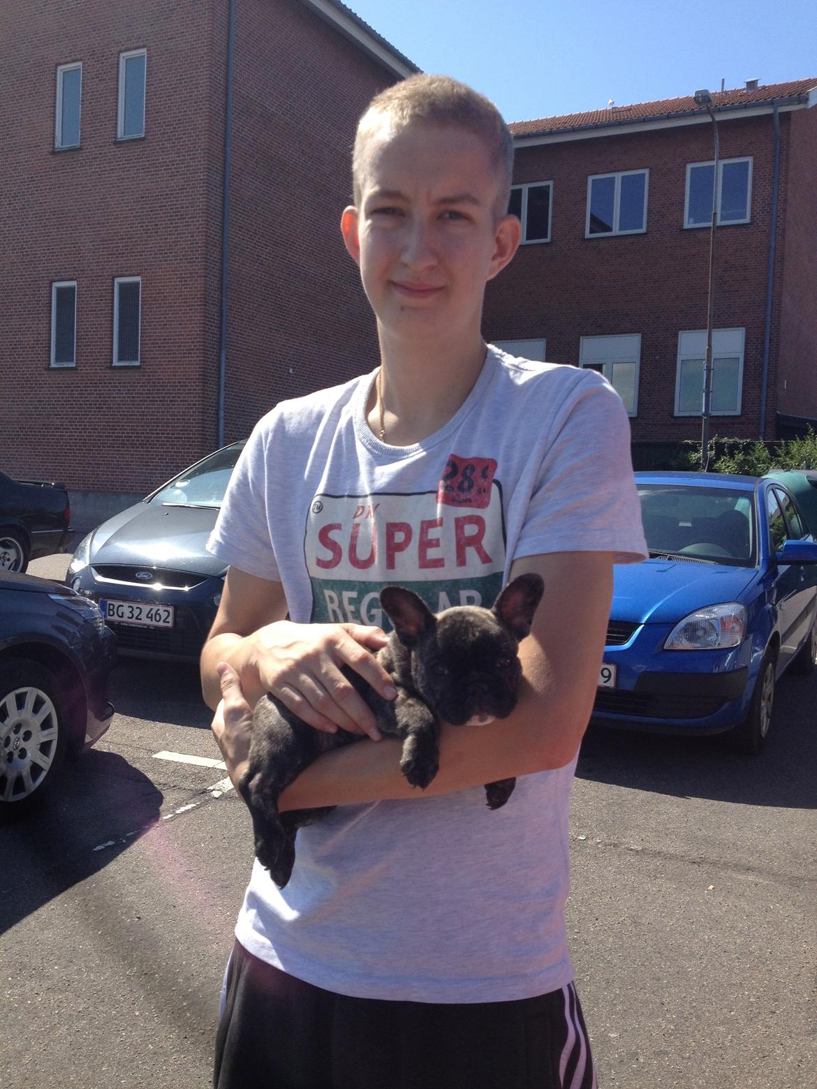 Fransk bulldog Aja billede 3