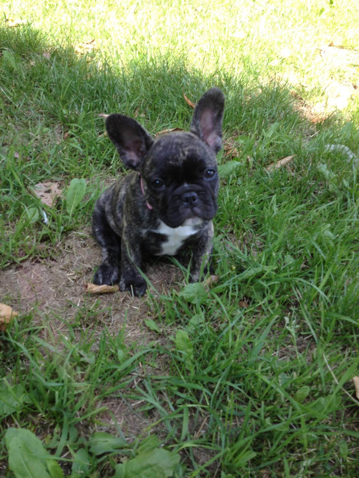 Fransk bulldog Aja billede 4