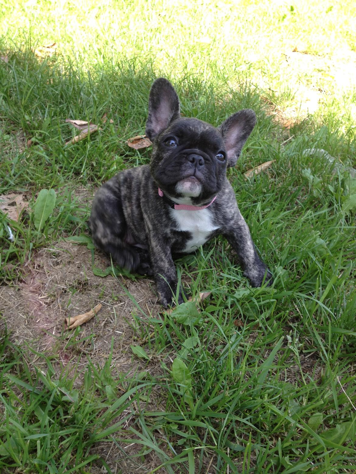 Fransk bulldog Aja billede 5