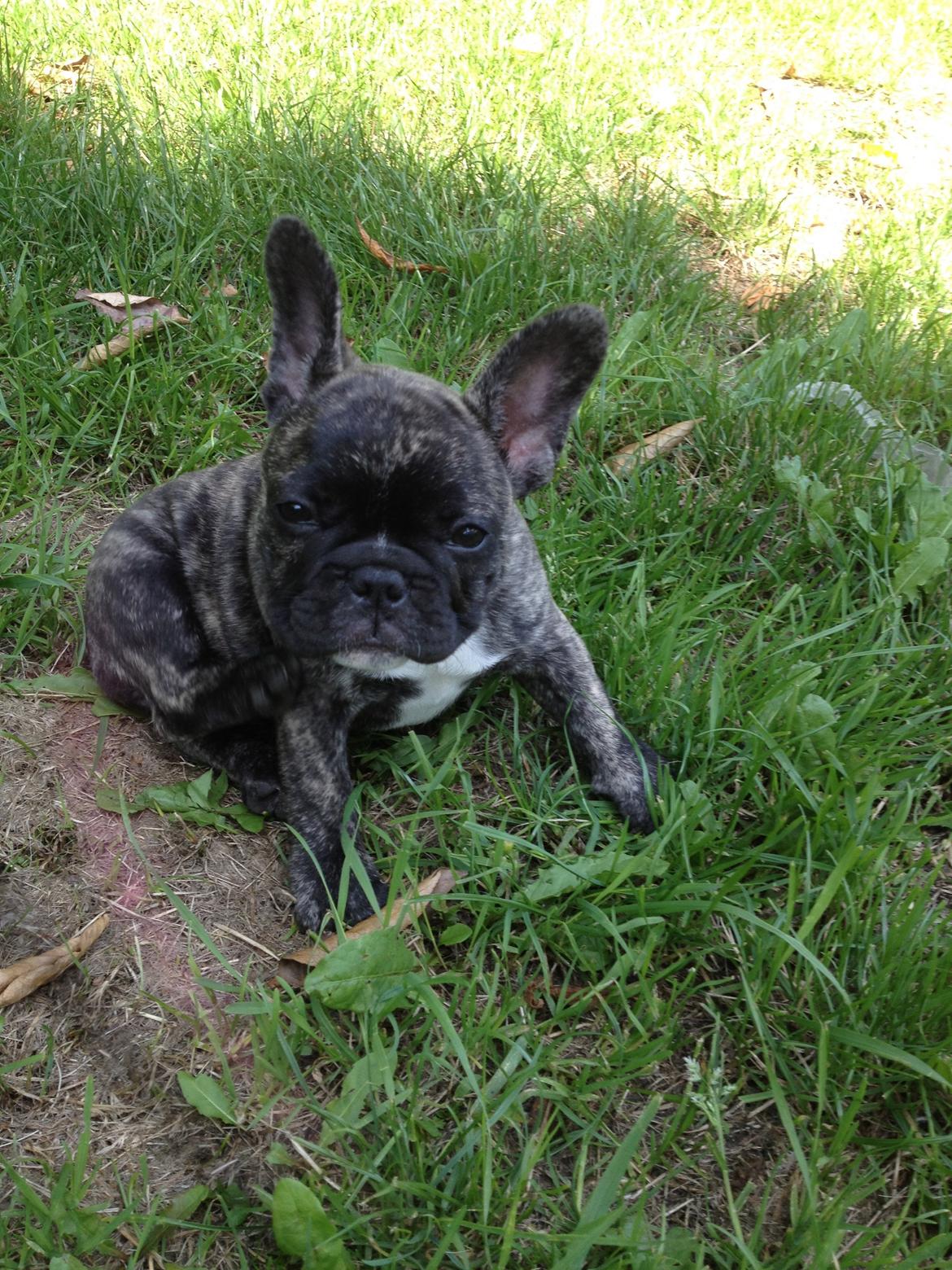 Fransk bulldog Aja billede 6