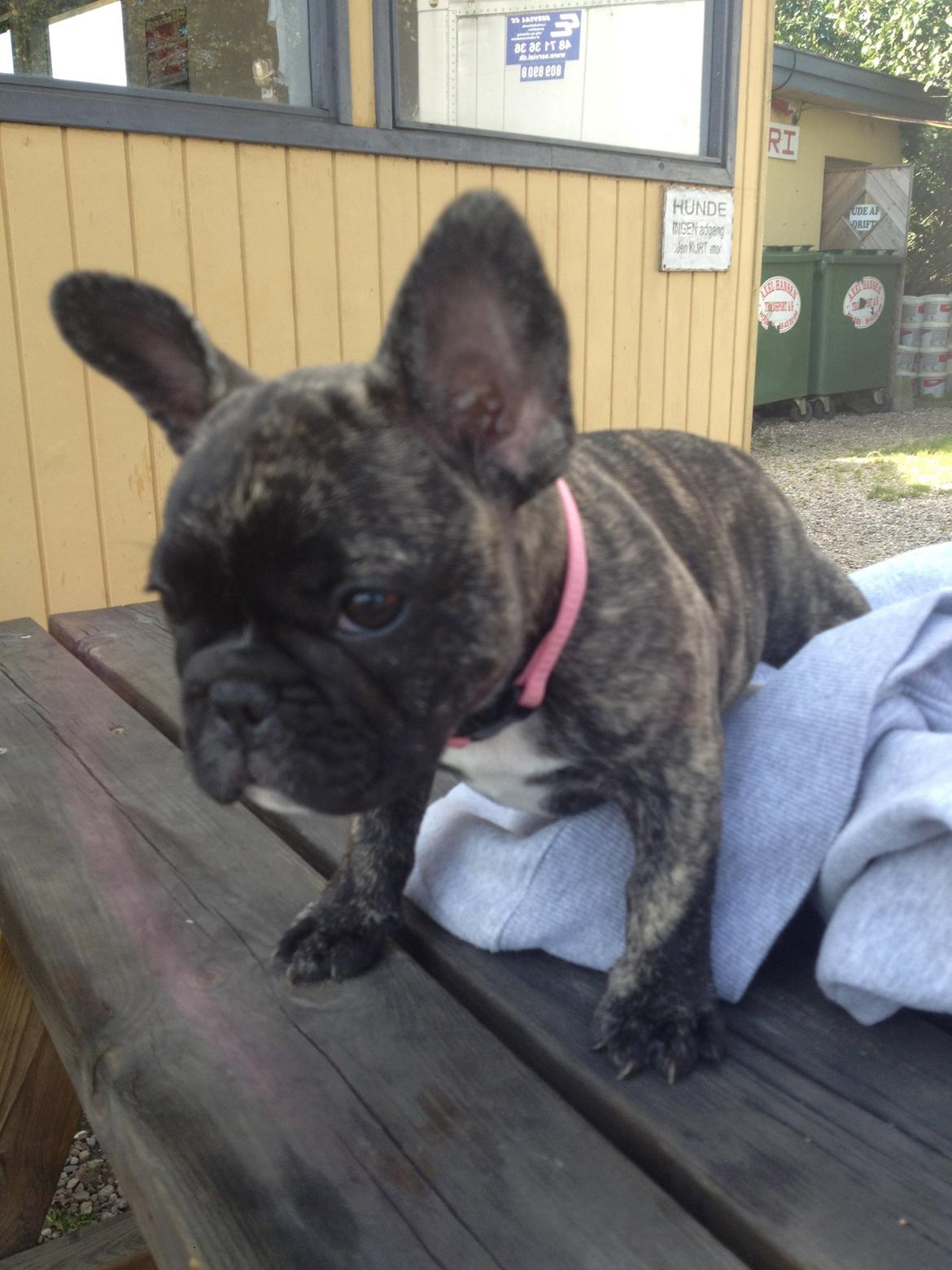 Fransk bulldog Aja billede 7