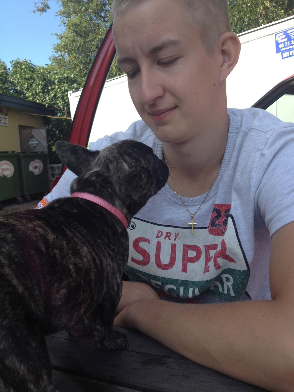 Fransk bulldog Aja billede 8