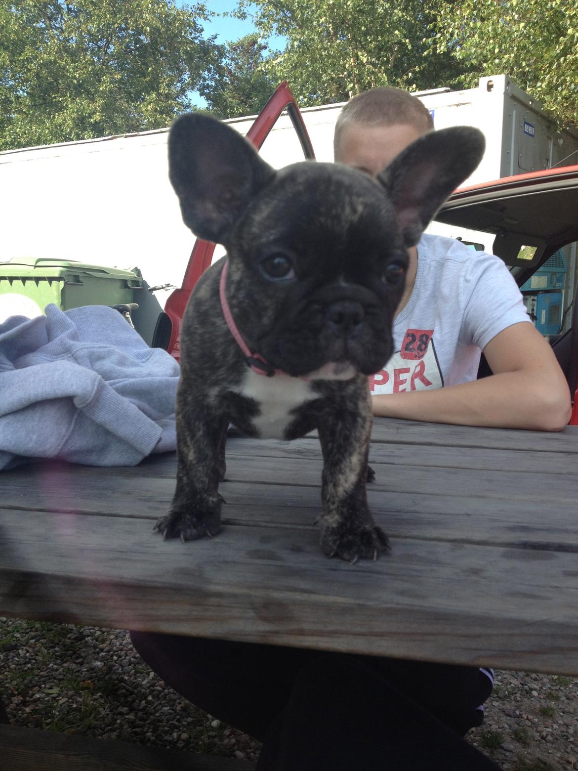 Fransk bulldog Aja billede 9