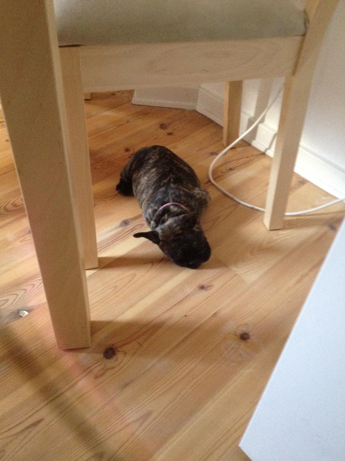 Fransk bulldog Aja billede 10