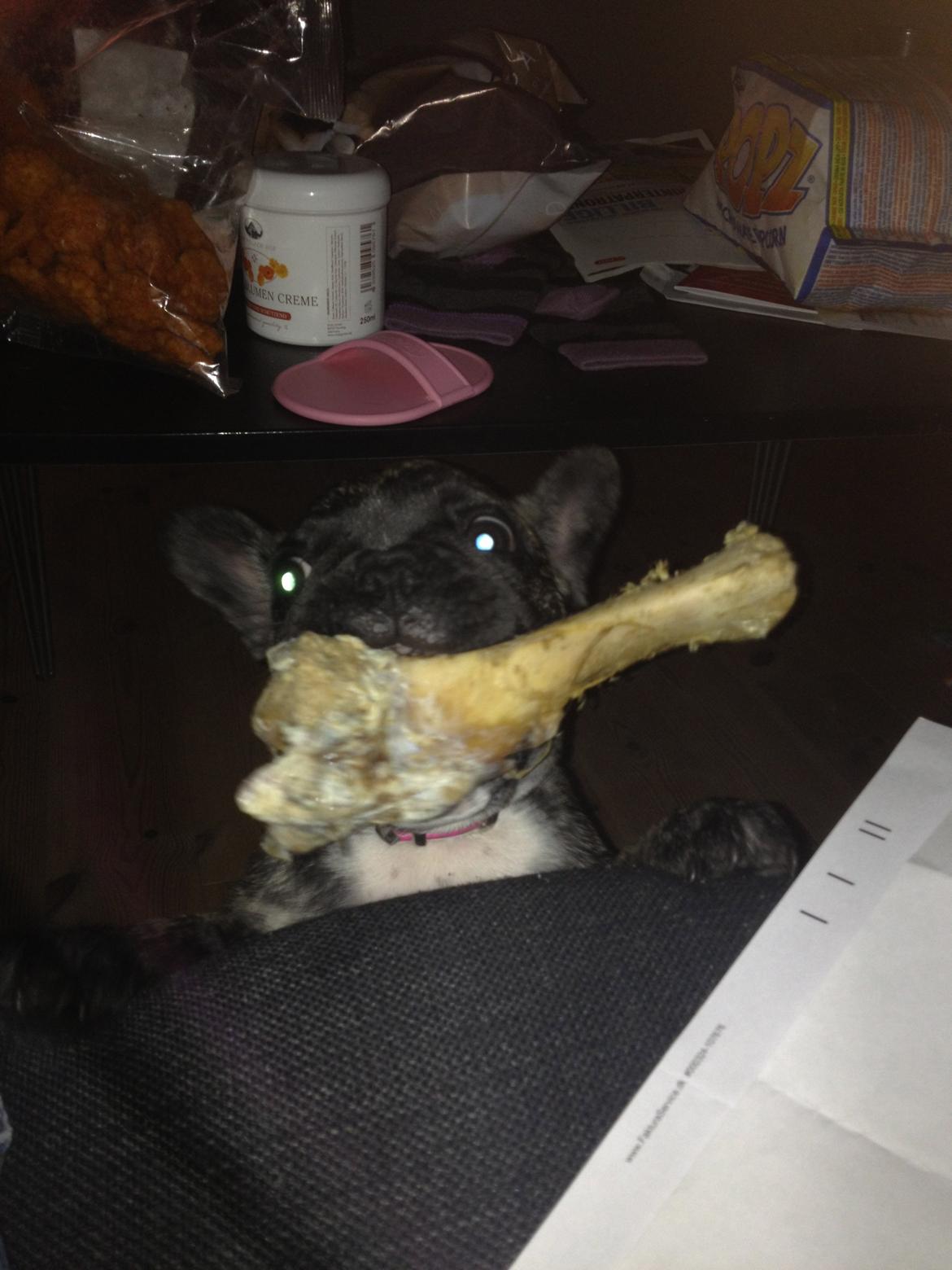 Fransk bulldog Aja billede 12