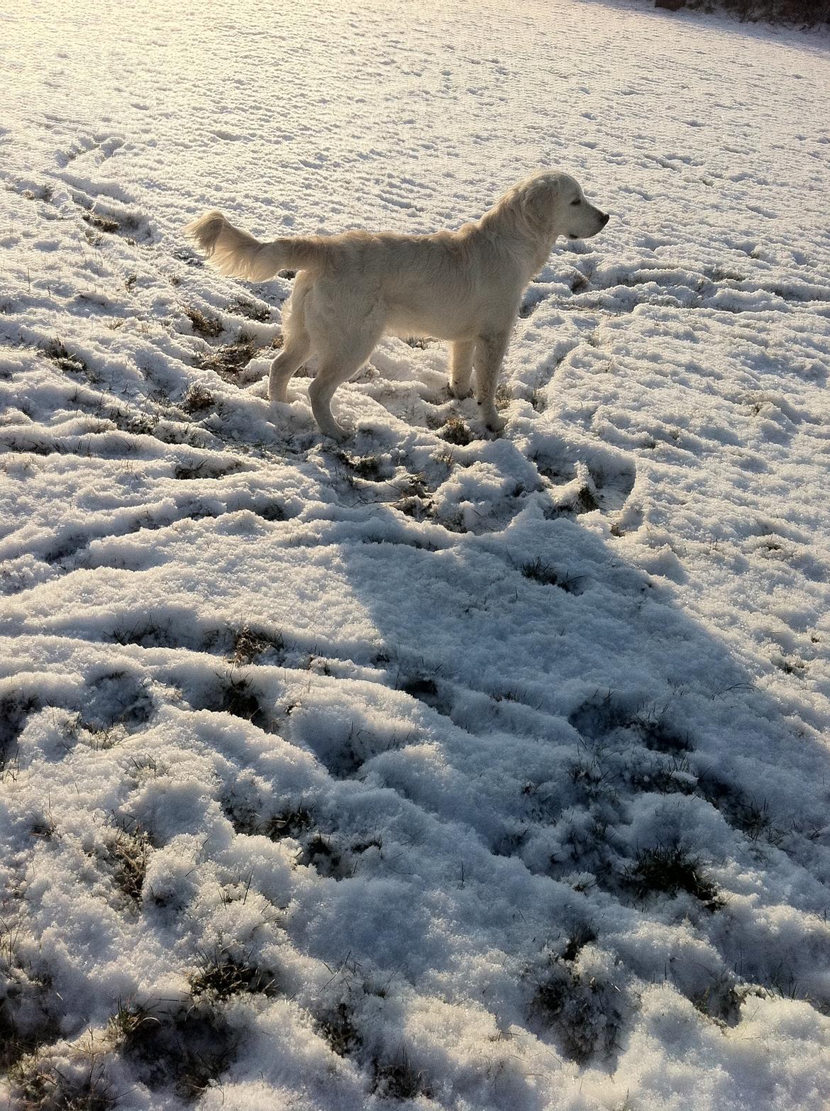 Golden retriever Benji billede 11