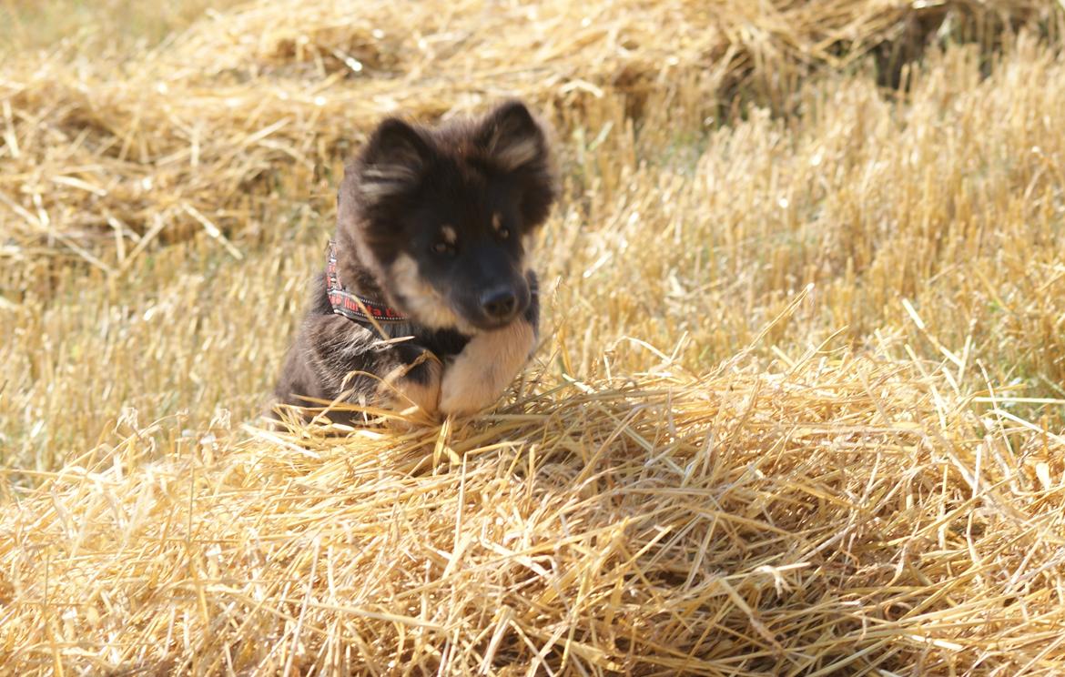 Finsk lapphund Kello Ayla - Super sjovt at være på stubmarkernen! Vi springer, lege gemme og fangeleg sammen :D  billede 13