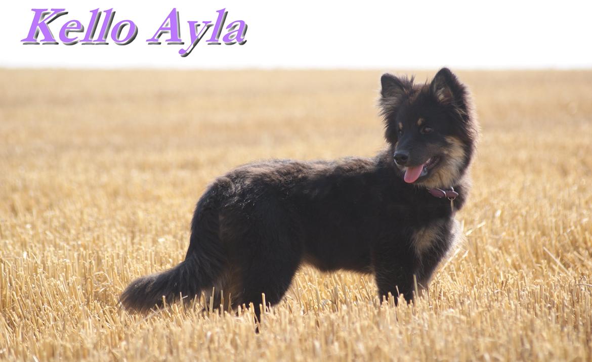 Finsk lapphund Kello Ayla - Kello Ayla <3 I Love you!! billede 7