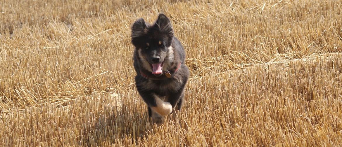 Finsk lapphund Kello Ayla - Ayla,,, altid fuld af liv og glade dage <3 billede 28