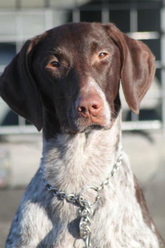 Korthåret hønsehund Fie billede 1