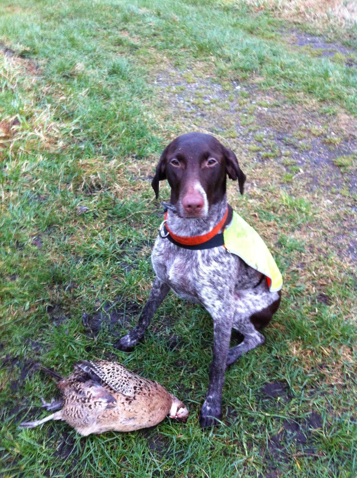 Korthåret hønsehund Fie billede 2