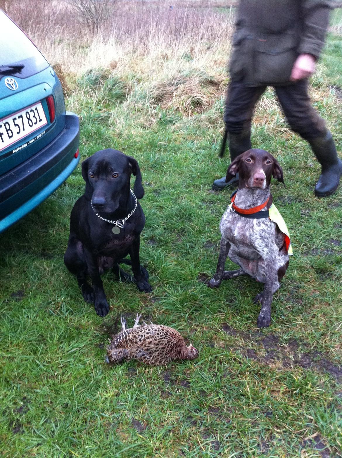 Korthåret hønsehund Fie billede 3