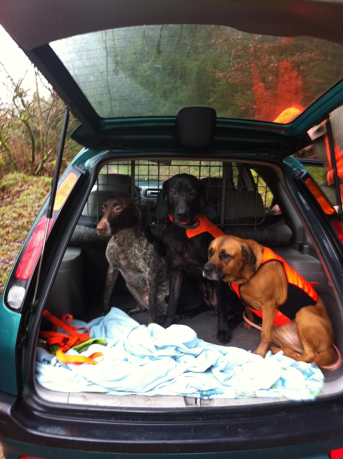 Korthåret hønsehund Fie billede 4