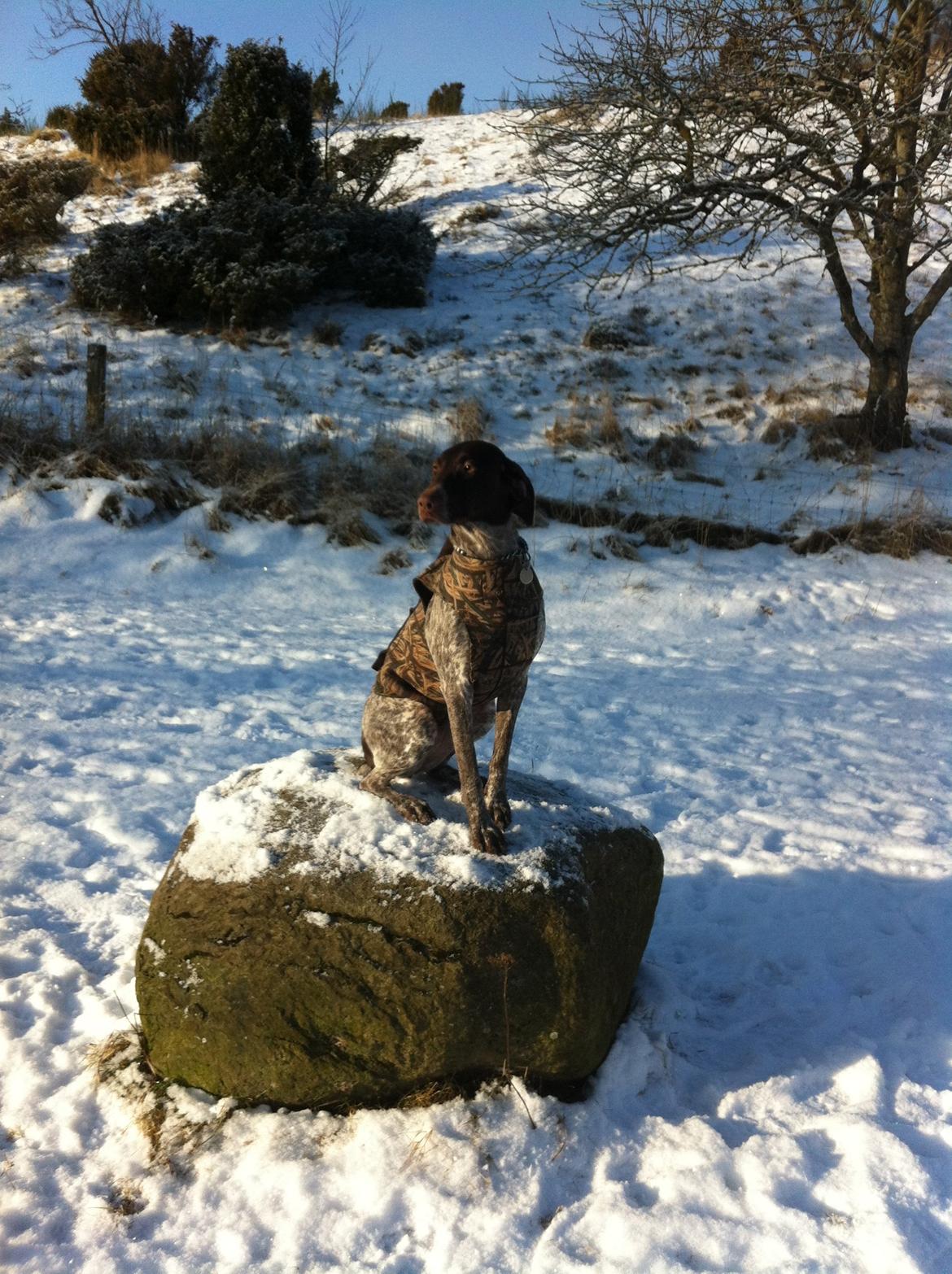 Korthåret hønsehund Fie billede 5