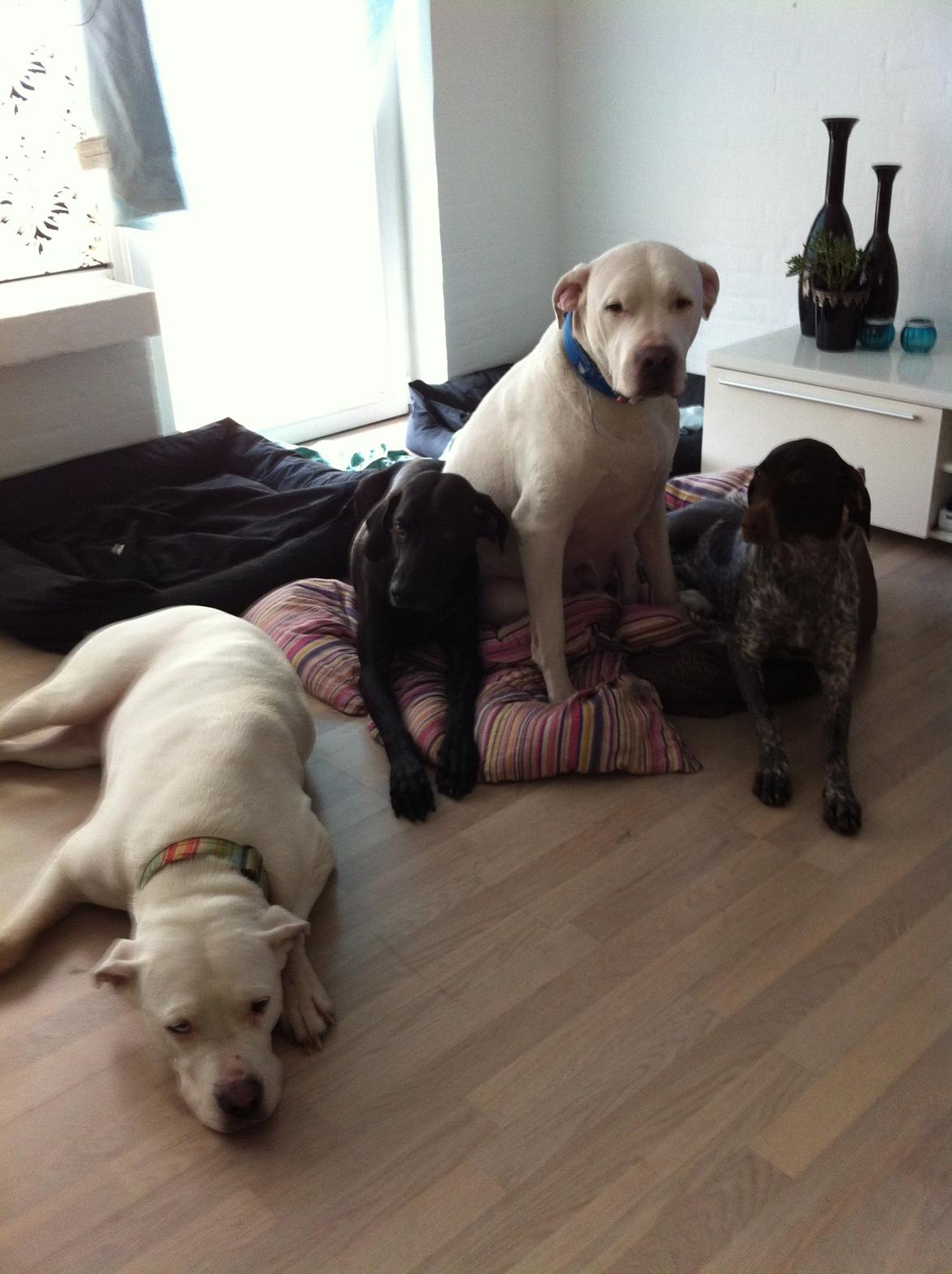 Korthåret hønsehund Fie billede 6