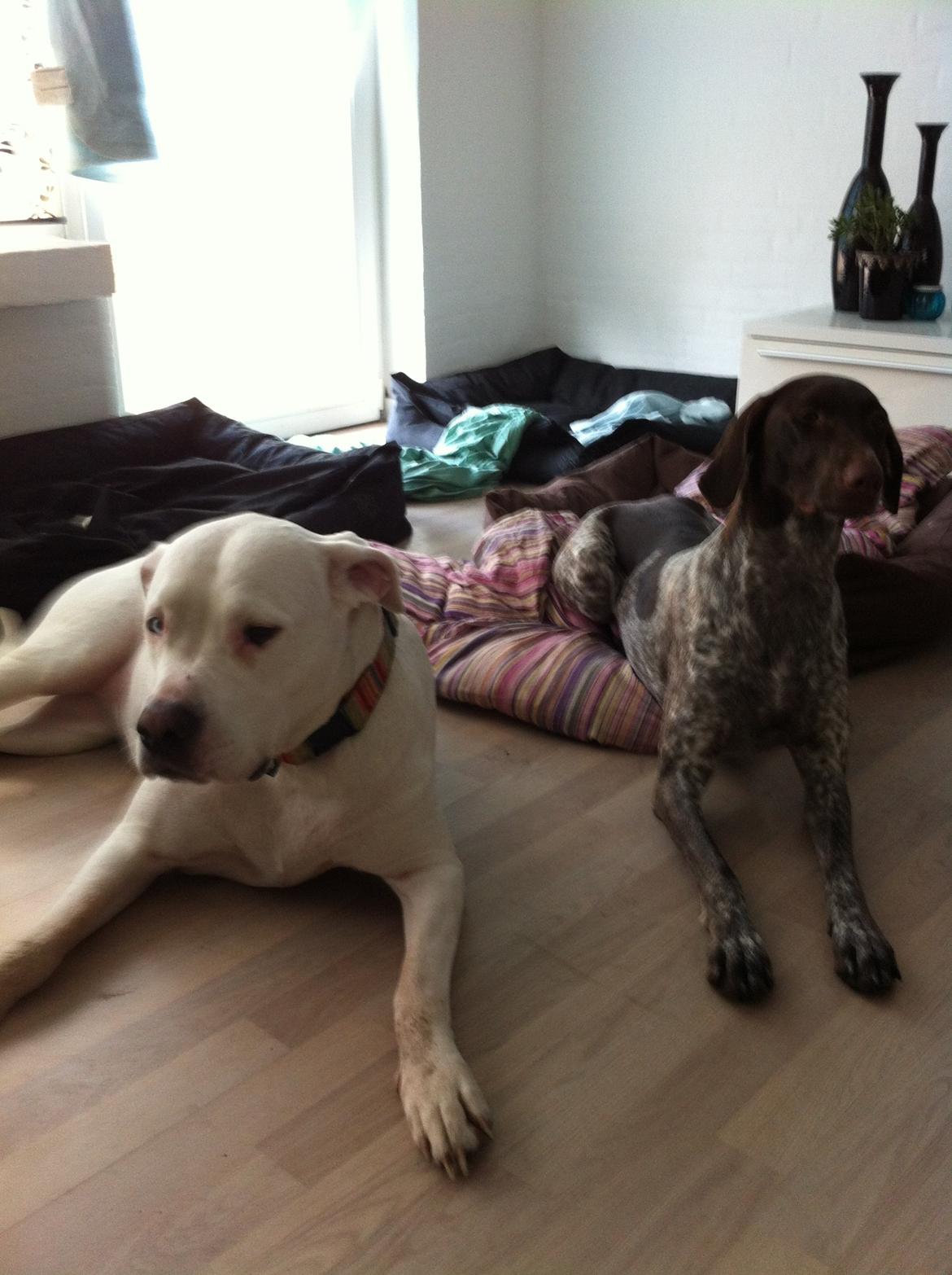 Korthåret hønsehund Fie billede 7