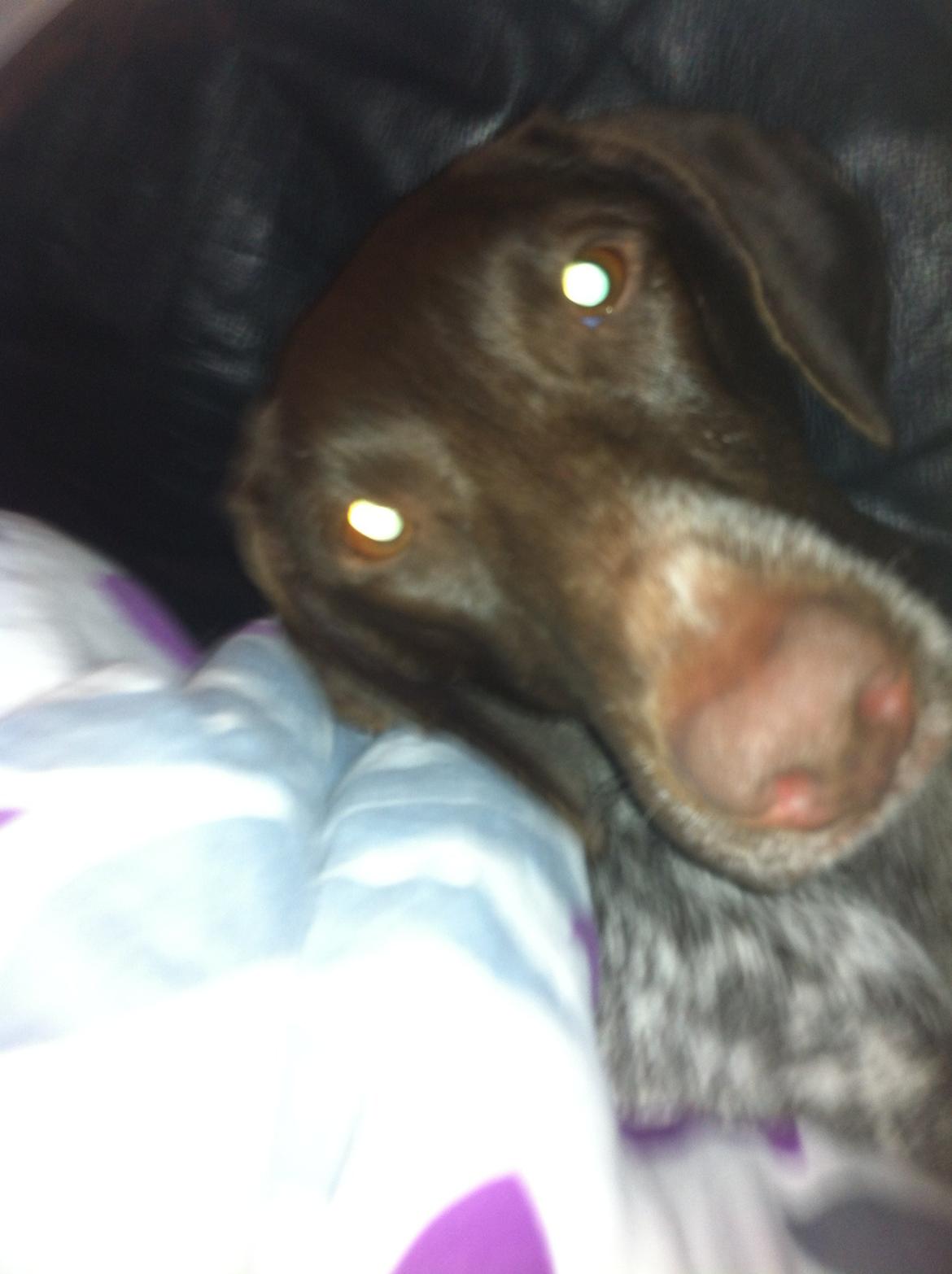 Korthåret hønsehund Fie billede 8