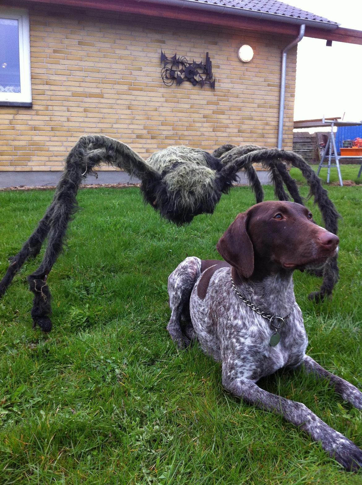 Korthåret hønsehund Fie billede 9