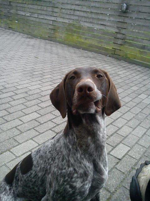 Korthåret hønsehund Fie billede 10