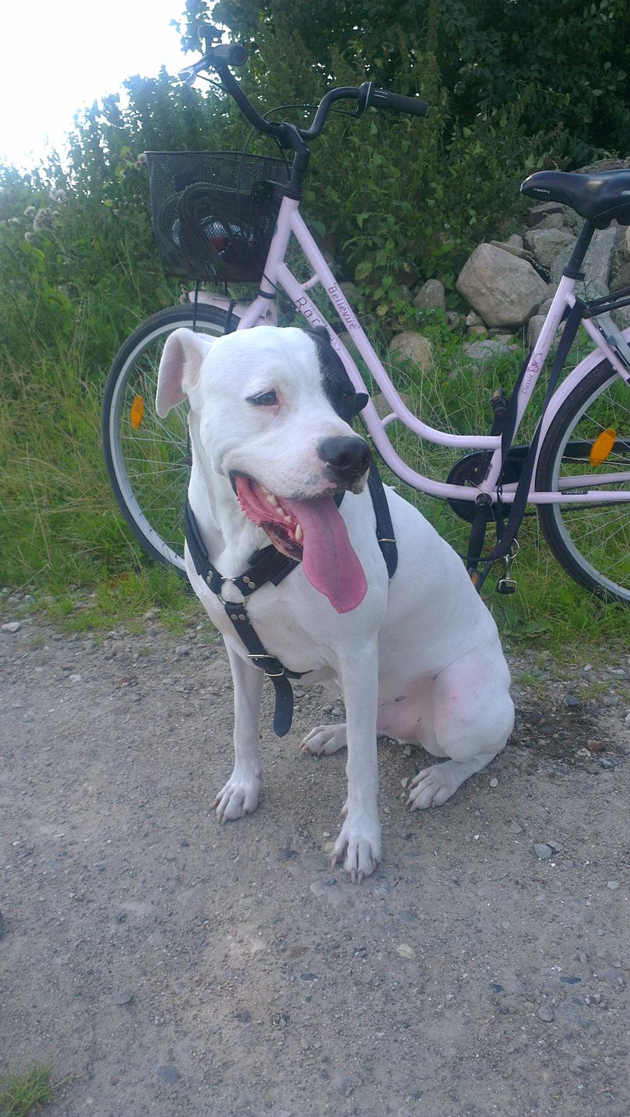 Dogo argentino Tayson - Pause på cykeltur :)  billede 5