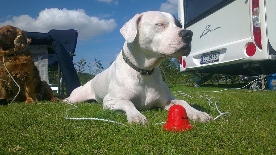 Dogo argentino Tayson - Sådan nyder man bare solen  billede 2