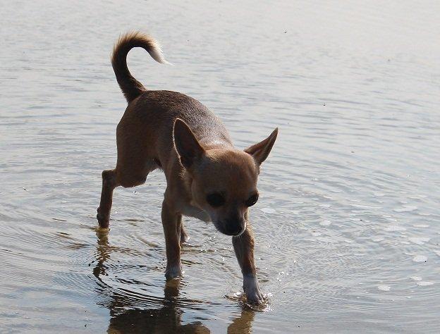 Chihuahua Turbo billede 10