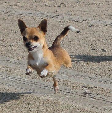 Chihuahua Turbo billede 11