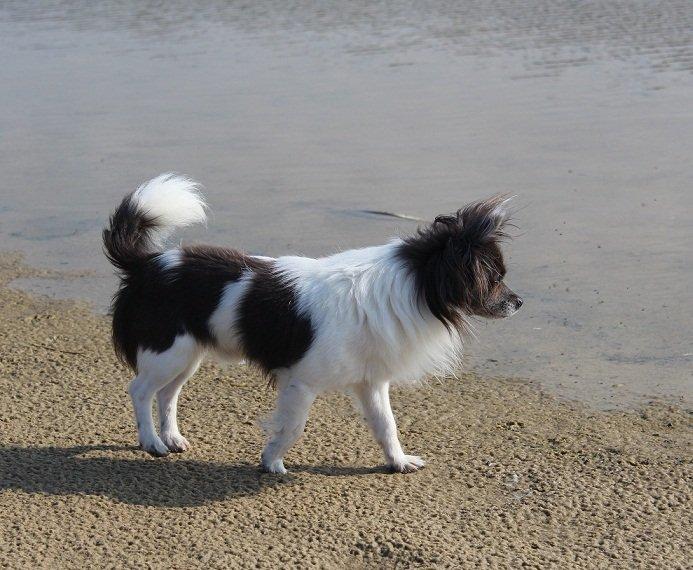 Chihuahua Boris billede 9