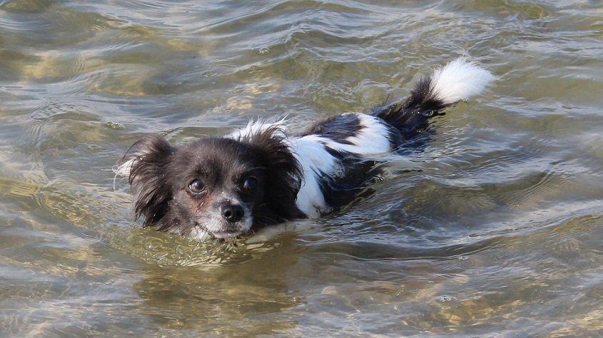 Chihuahua Boris billede 10