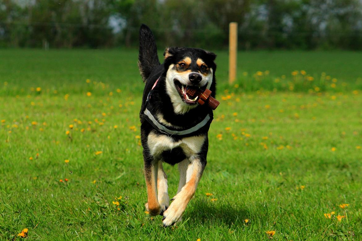 Blanding af racer Akeela billede 10