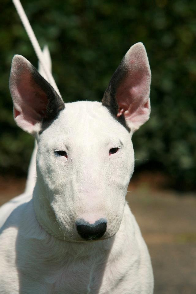 Bullterrier Amy - 14 uger gammel billede 13