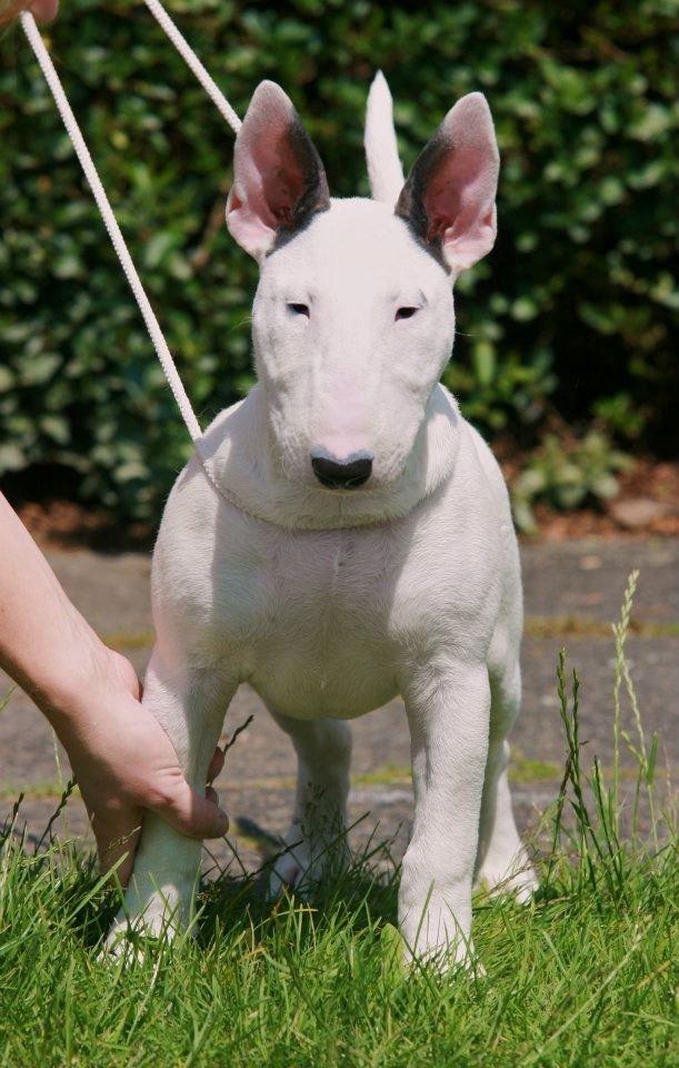 Bullterrier Amy - 14 uger gammel billede 16
