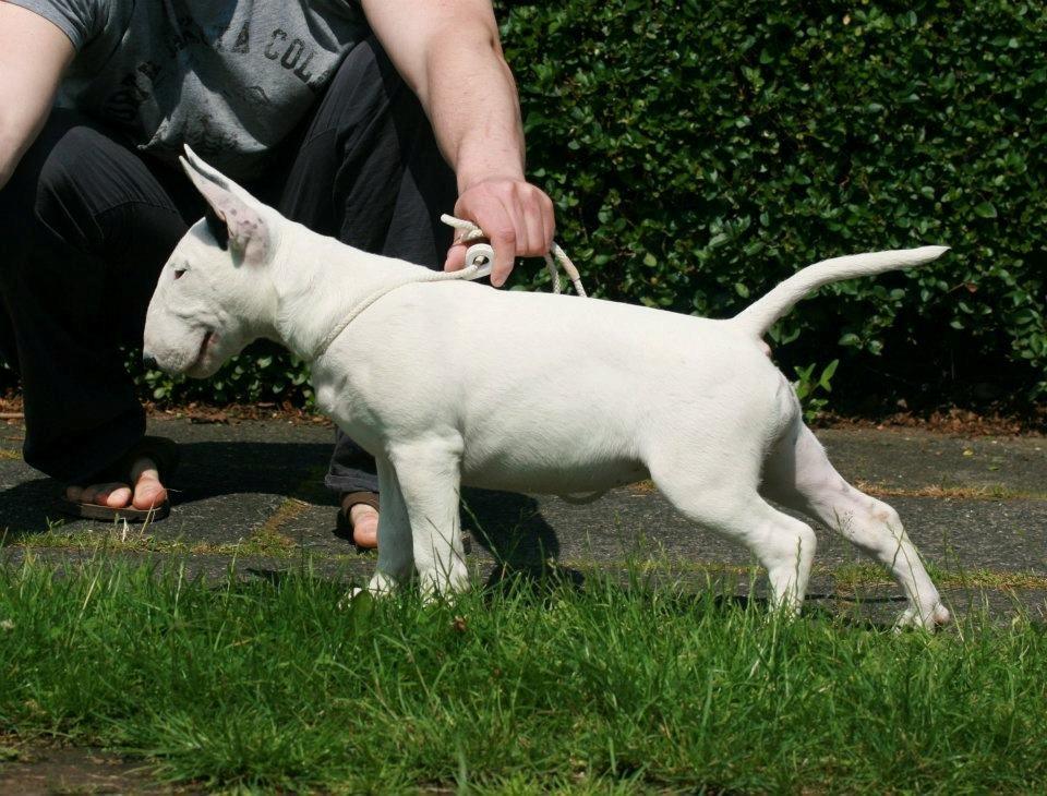 Bullterrier Amy - 14 uger gammel billede 17